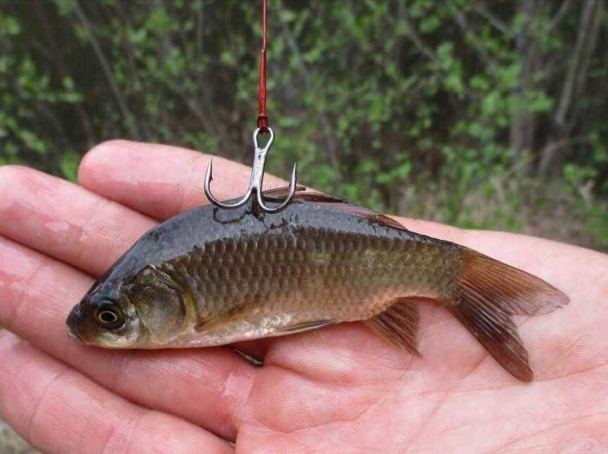 Живец. Карась