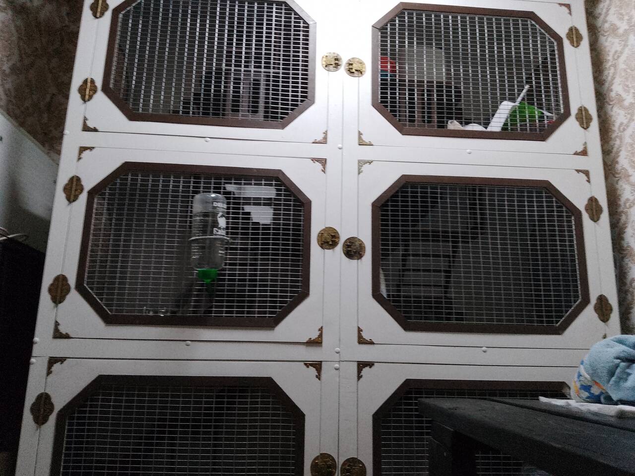 Передержка норок, хорьков, феток. в Салехарде фото 4 Услуги Салехард