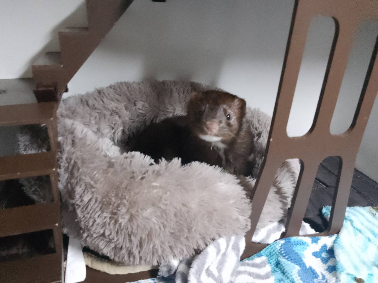 Передержка норок, хорьков, феток. в Салехарде фото 5 Услуги Салехард