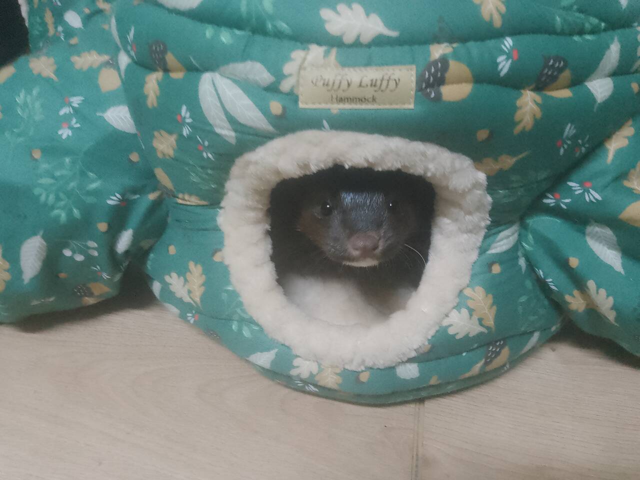 Передержка норок, хорьков, феток. в Салехарде фото 7 Услуги Салехард