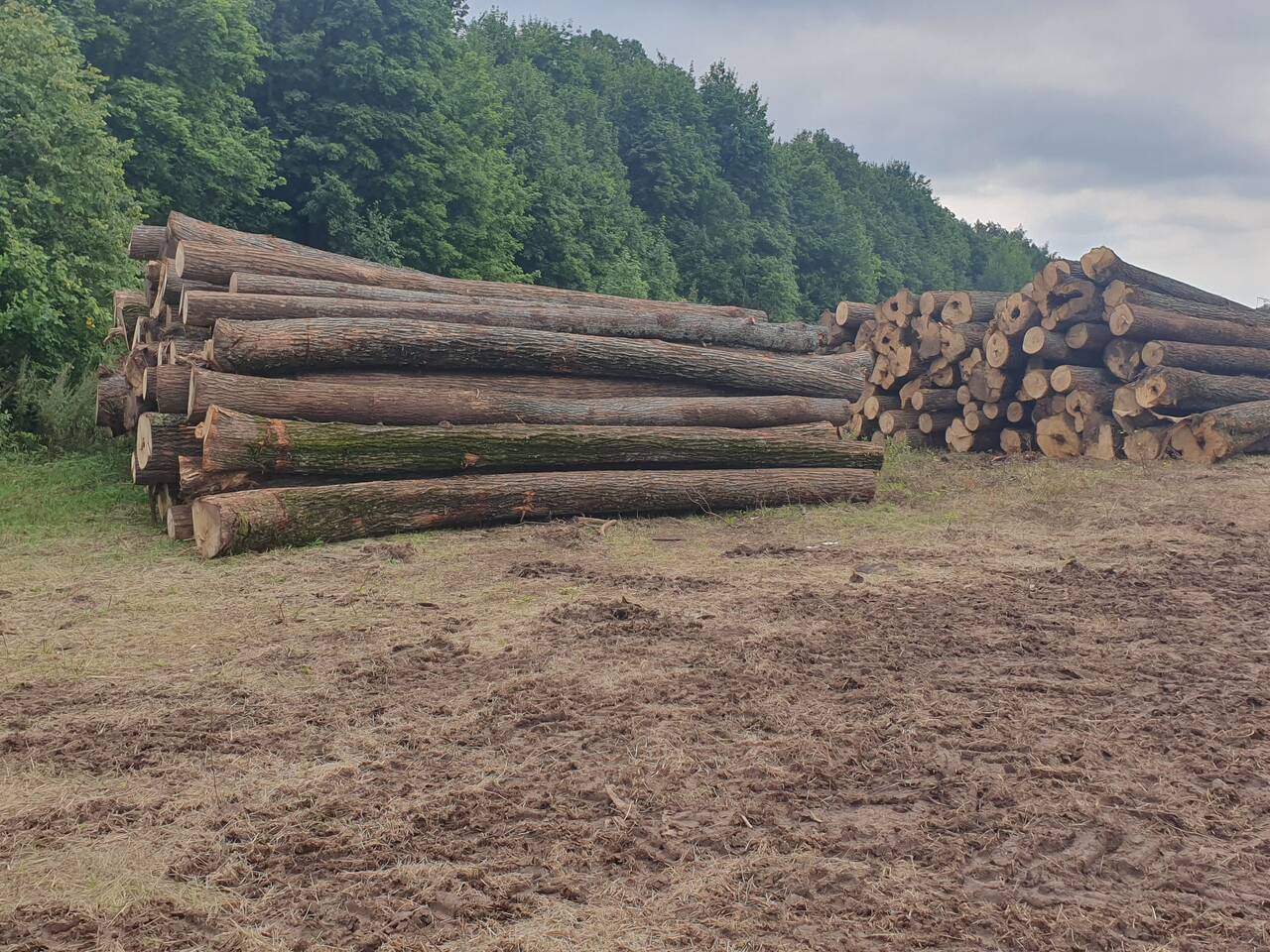 Доска необрезная липа в Уфе фото 2 Для дома и дачи Уфа Доска необрезная липа в Уфе фото 2 Для дома и дачи Уфа