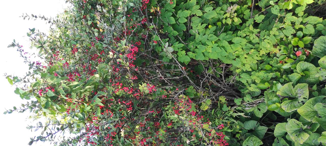 Продам два смежных земельных участка площадью 1 217 кв.м. Продам два смежных земельных участка площадью 1 217 кв.м.