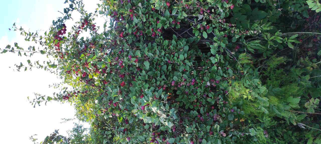 Продам два смежных земельных участка площадью 1 217 кв.м. в Омске фото 2 Недвижимость Омск Продам два смежных земельных участка площадью 1 217 кв.м. в Омске фото 2 Недвижимость Омск