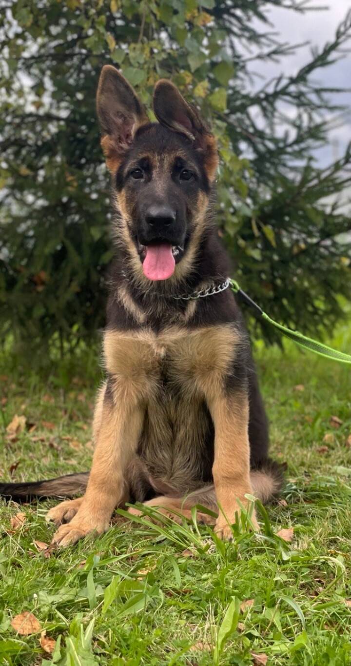 Щенки немецкой овчарки  в Раменском фото 6 Недвижимость Раменское