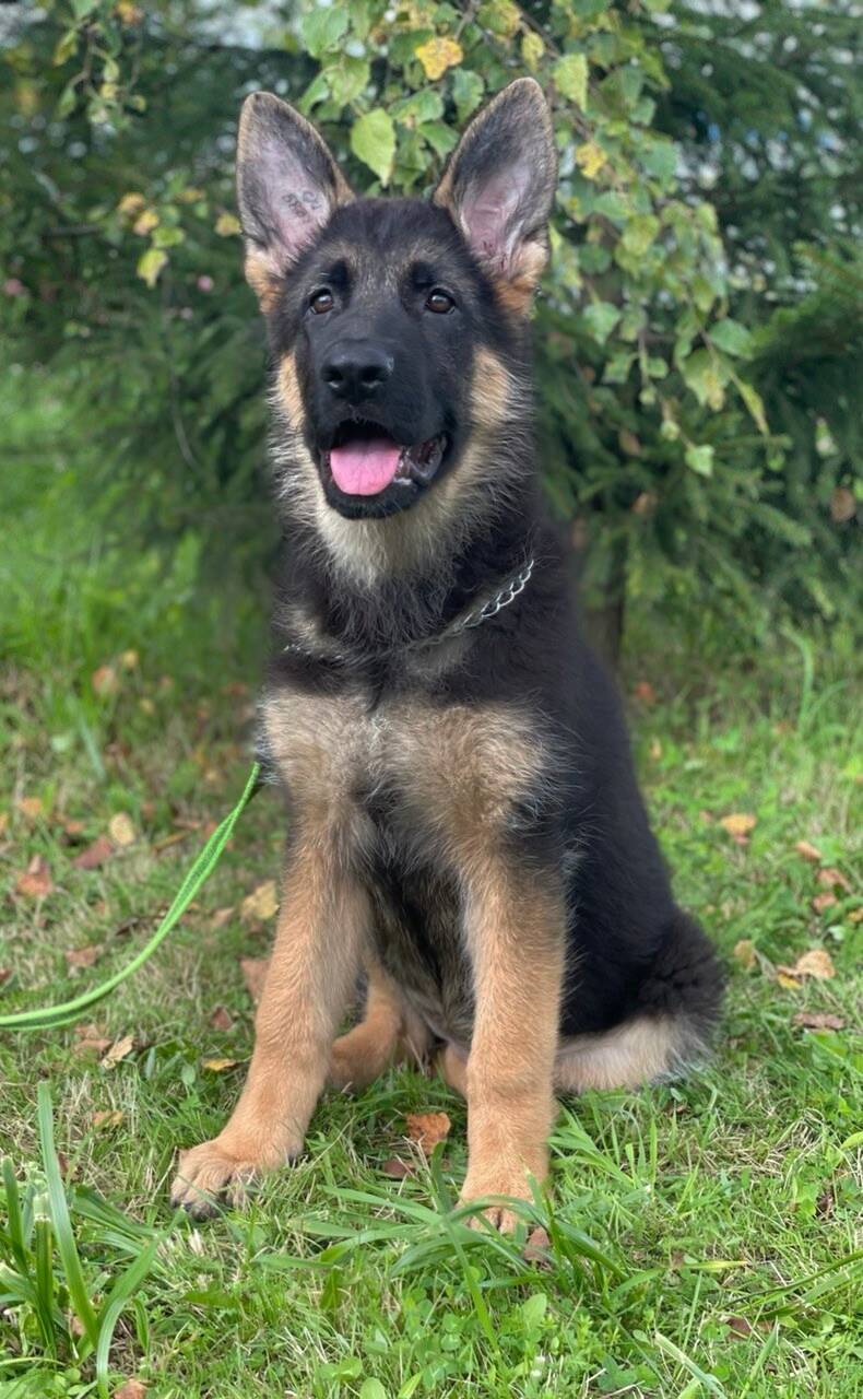 Щенки немецкой овчарки  в Раменском фото 2 Недвижимость Раменское