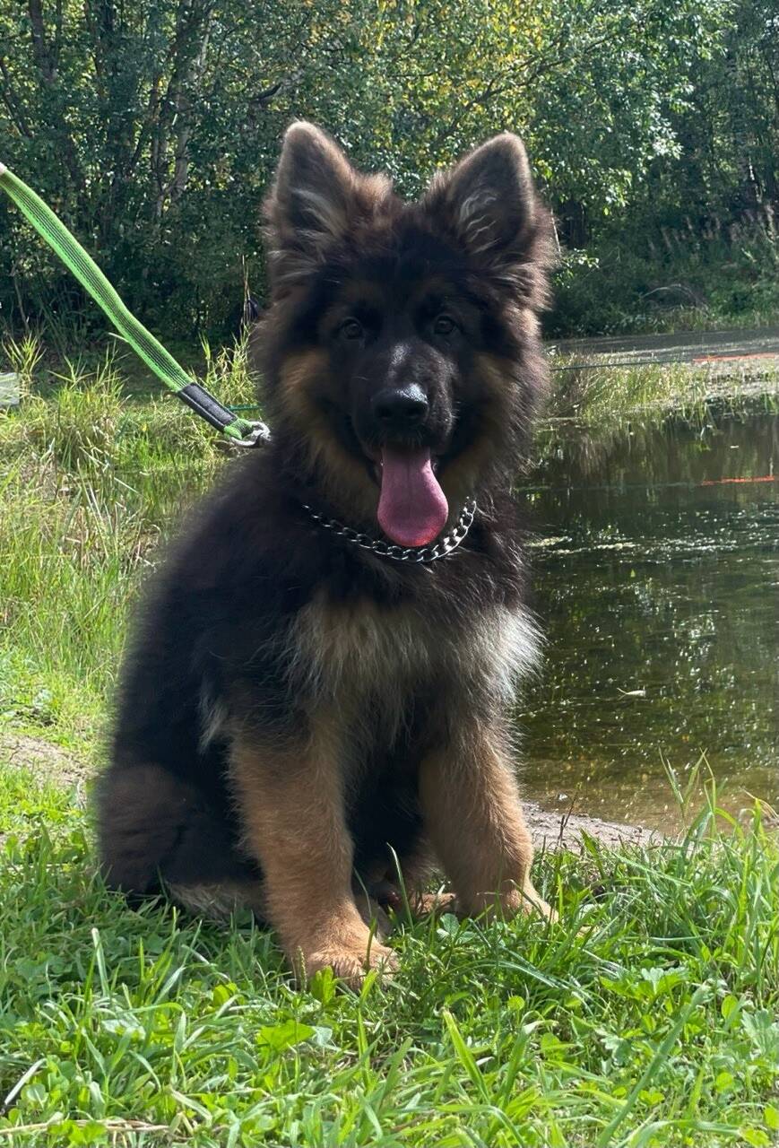 Щенки немецкой овчарки 