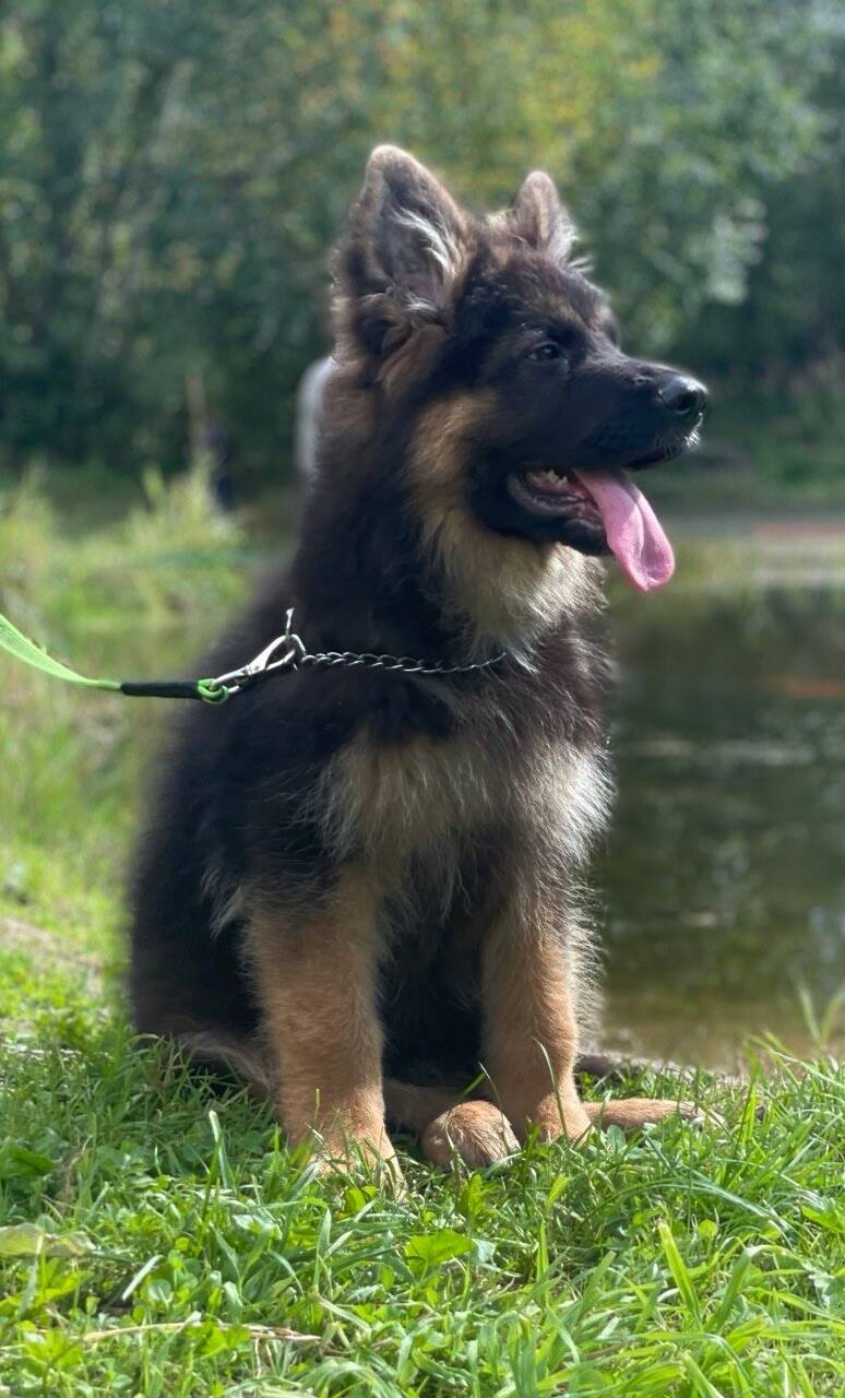 Щенки немецкой овчарки  в Раменском фото 4 Недвижимость Раменское