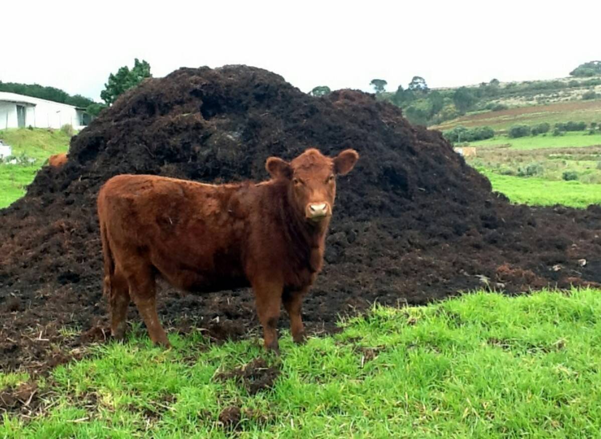 Коровий навоз на дачу в мешках