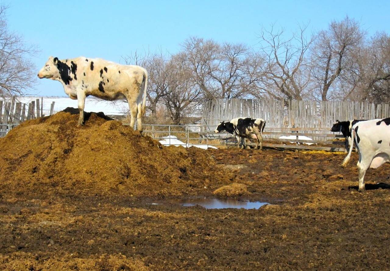 Коровий навоз с фермы навал