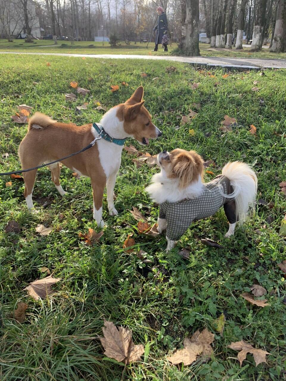 Басенджи для вязки в Щелково фото 3 Услуги Щелково