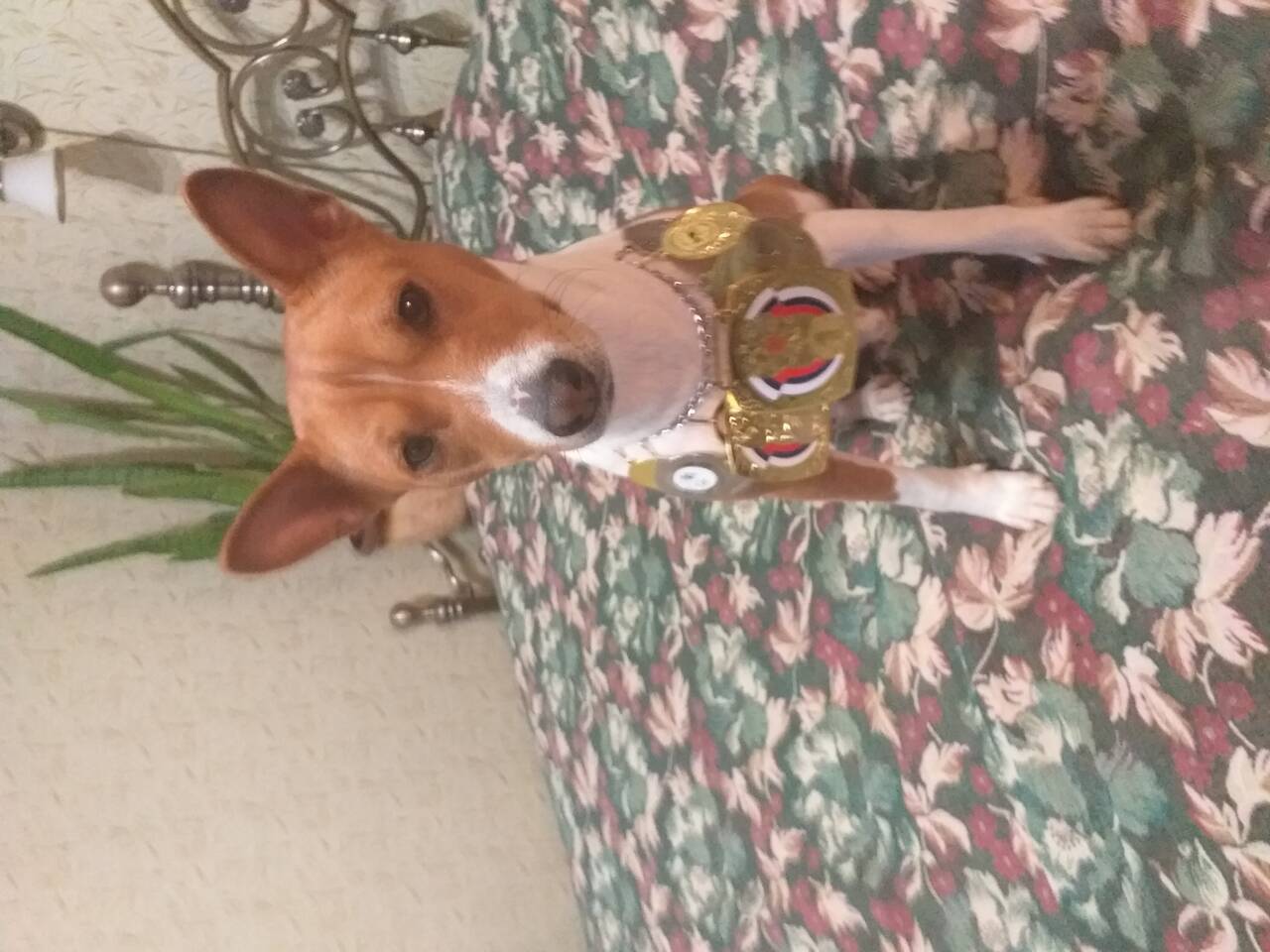 Басенджи для вязки в Щелково фото 7 Услуги Щелково