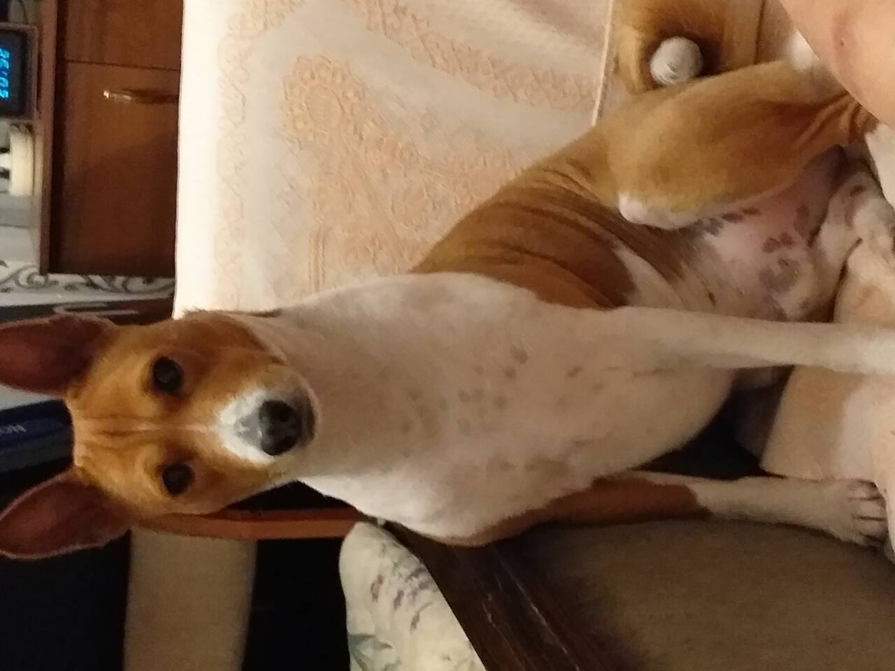 Басенджи для вязки в Щелково фото 5 Услуги Щелково