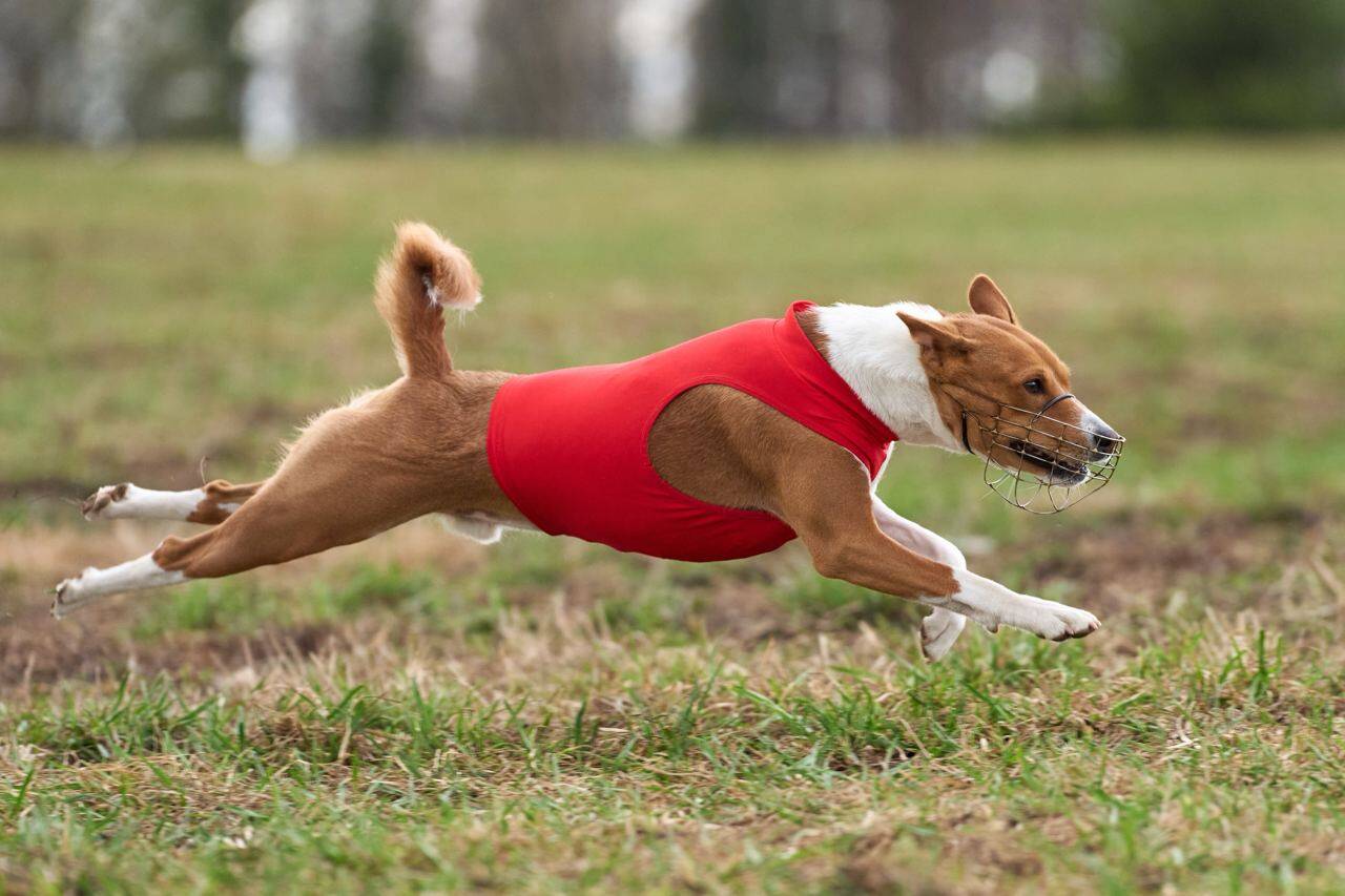 Басенджи для вязки в Щелково фото 2 Услуги Щелково