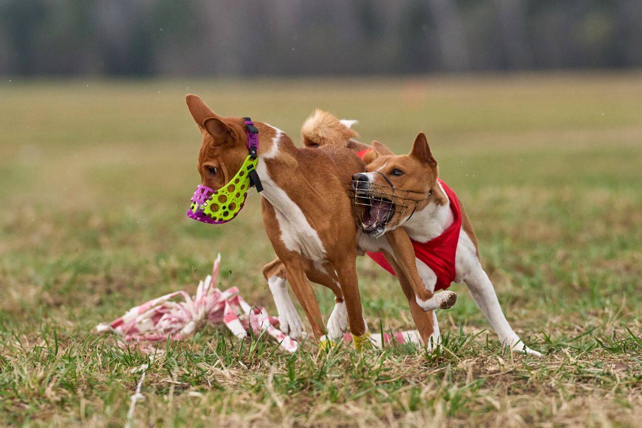 Басенджи для вязки в Щелково фото 6 Услуги Щелково