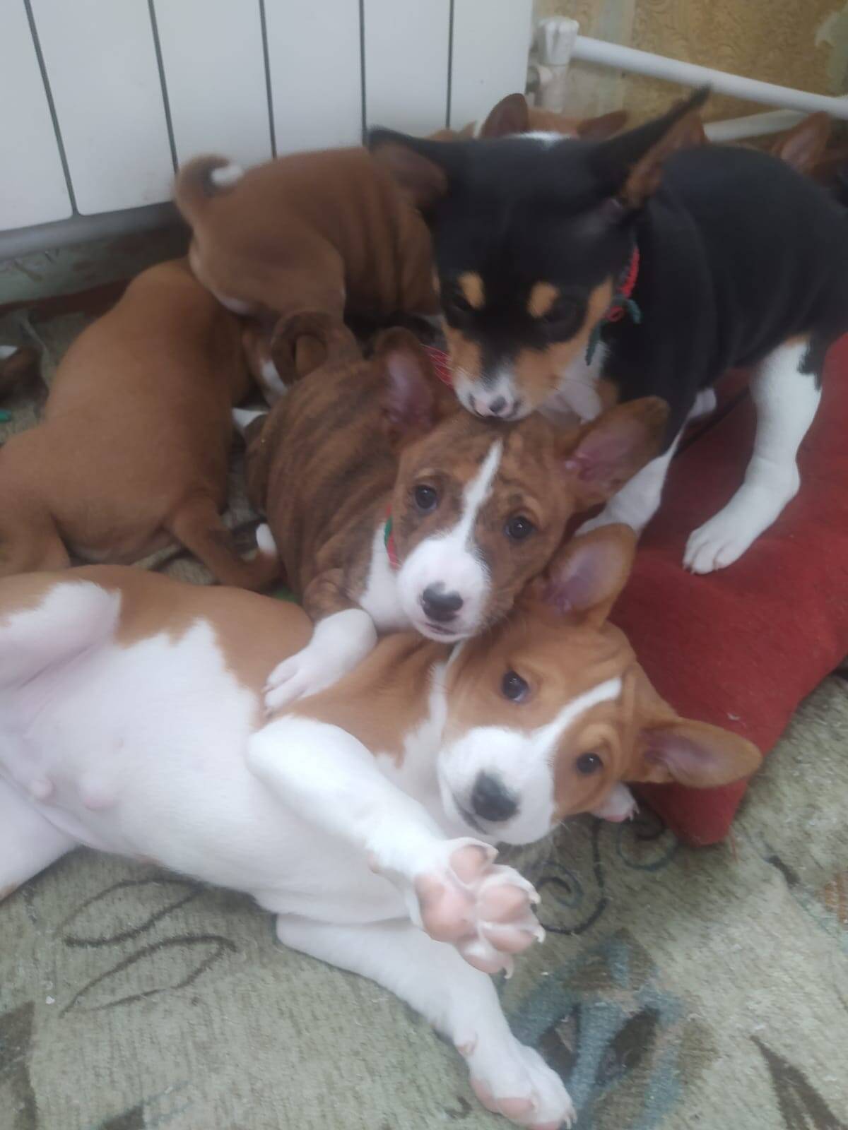 Басенджи для вязки в Щелково фото 4 Услуги Щелково