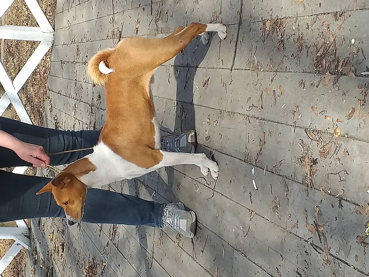 Басенджи для вязки