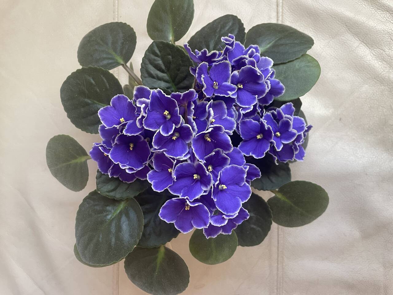 Фиалка сортовая 