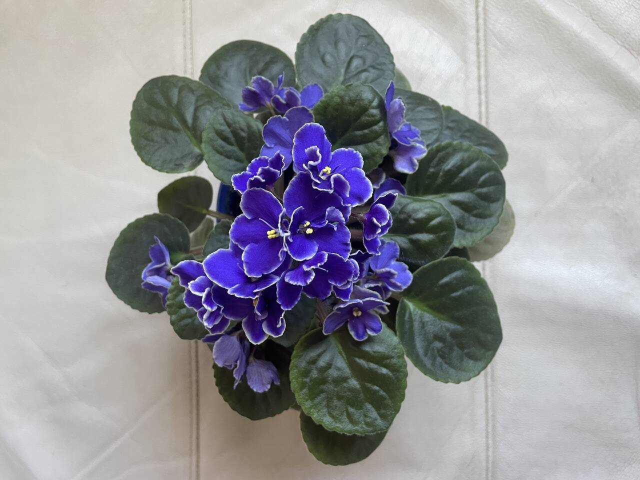 Фиалка сортовая  в Санкт-Петербурге фото 2 Для дома и дачи Санкт-Петербург