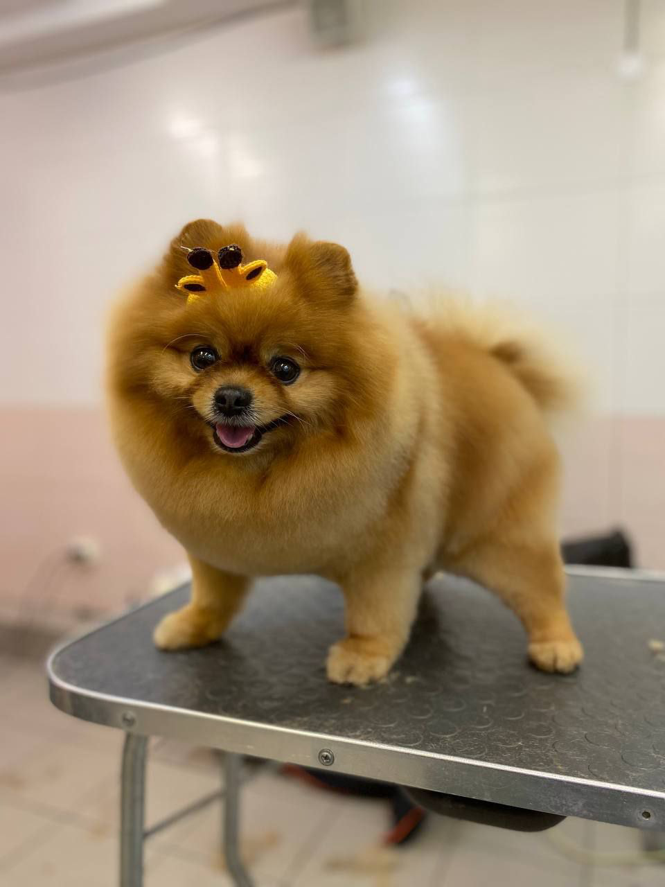 Стрижка собак и кошек, груминг