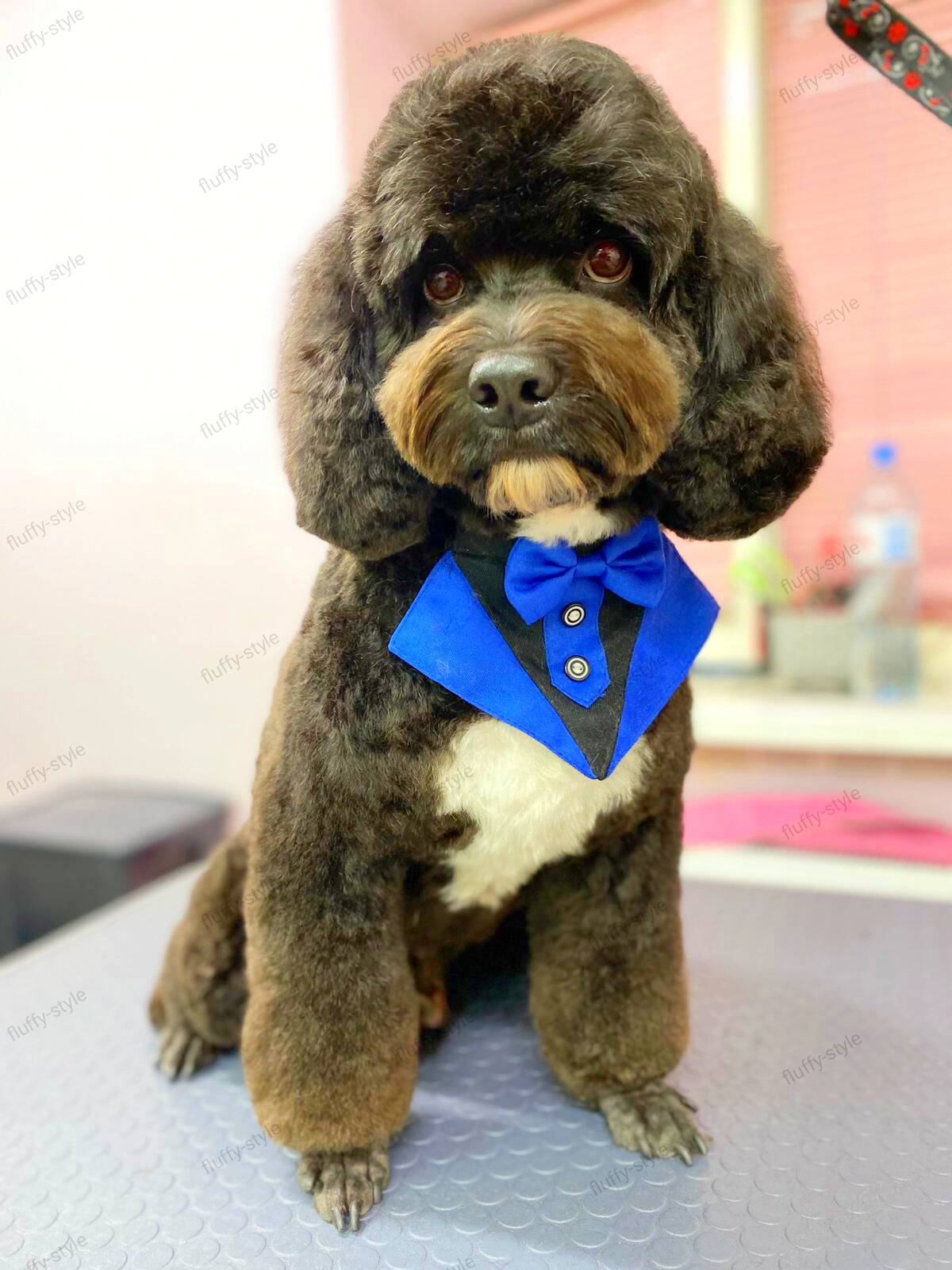 Стрижка собак и кошек, груминг в Санкт-Петербурге фото 2 Услуги Санкт-Петербург