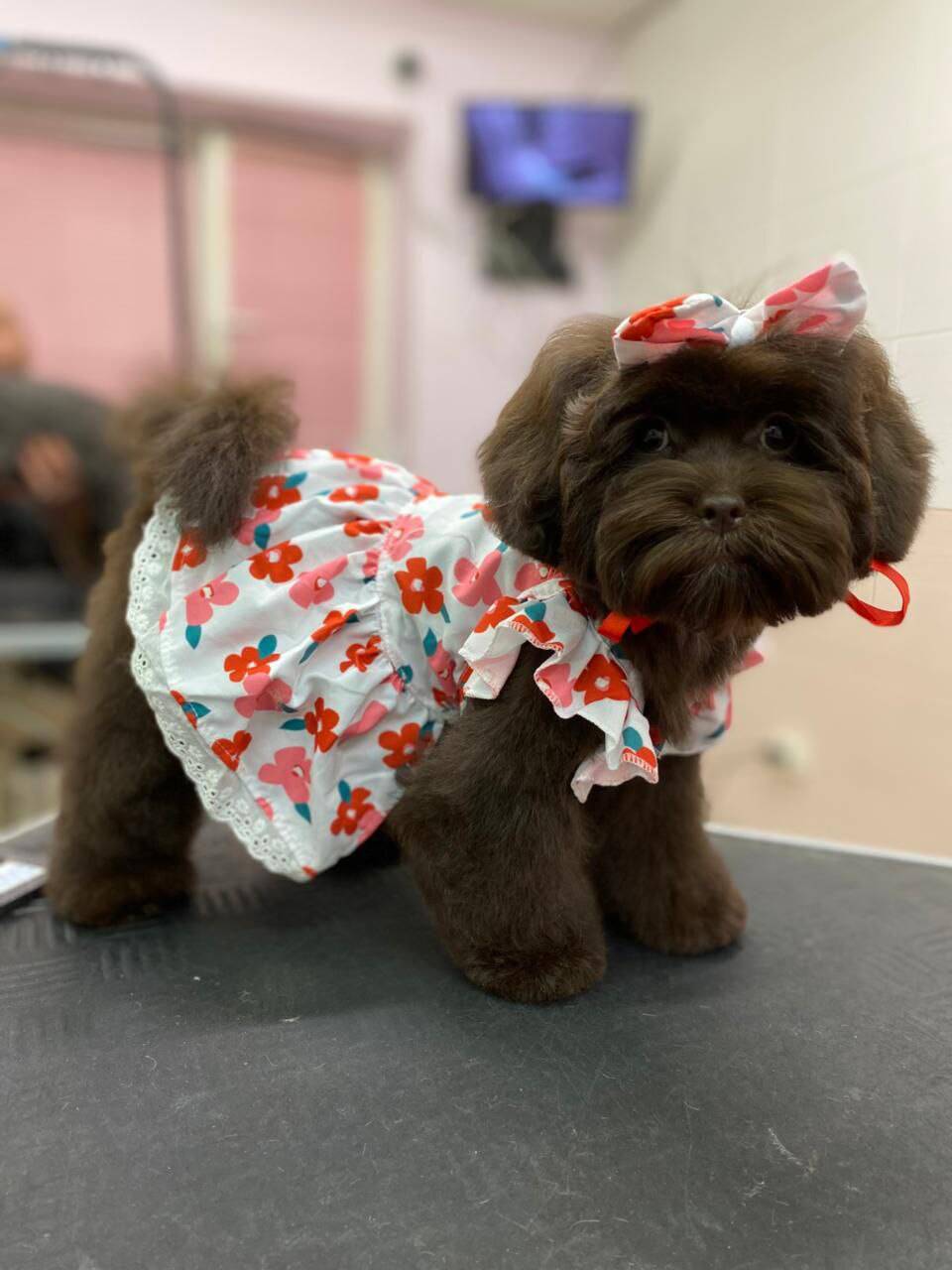 Стрижка собак и кошек, груминг в Санкт-Петербурге фото 3 Услуги Санкт-Петербург