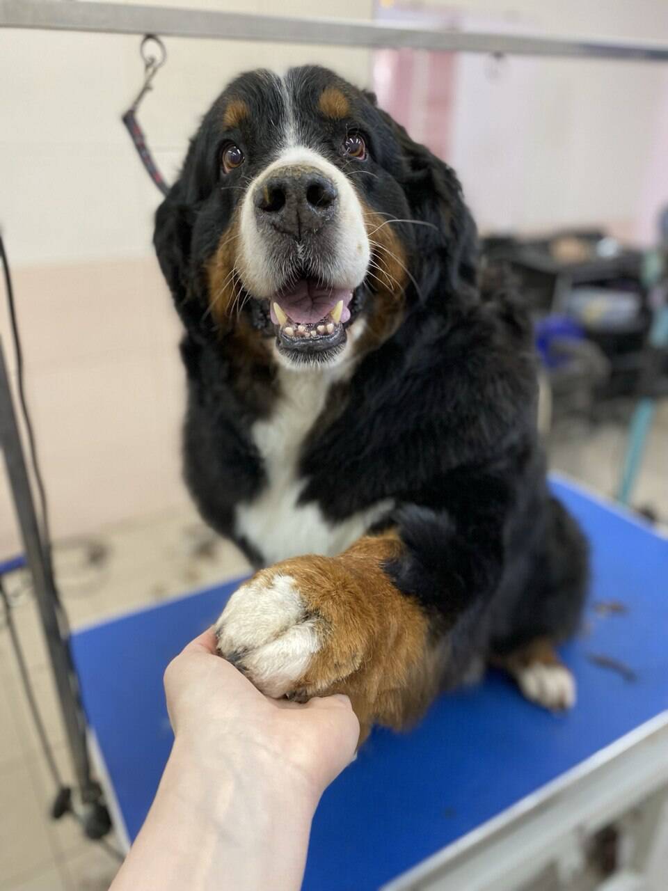 Стрижка собак и кошек, груминг в Санкт-Петербурге фото 4 Услуги Санкт-Петербург