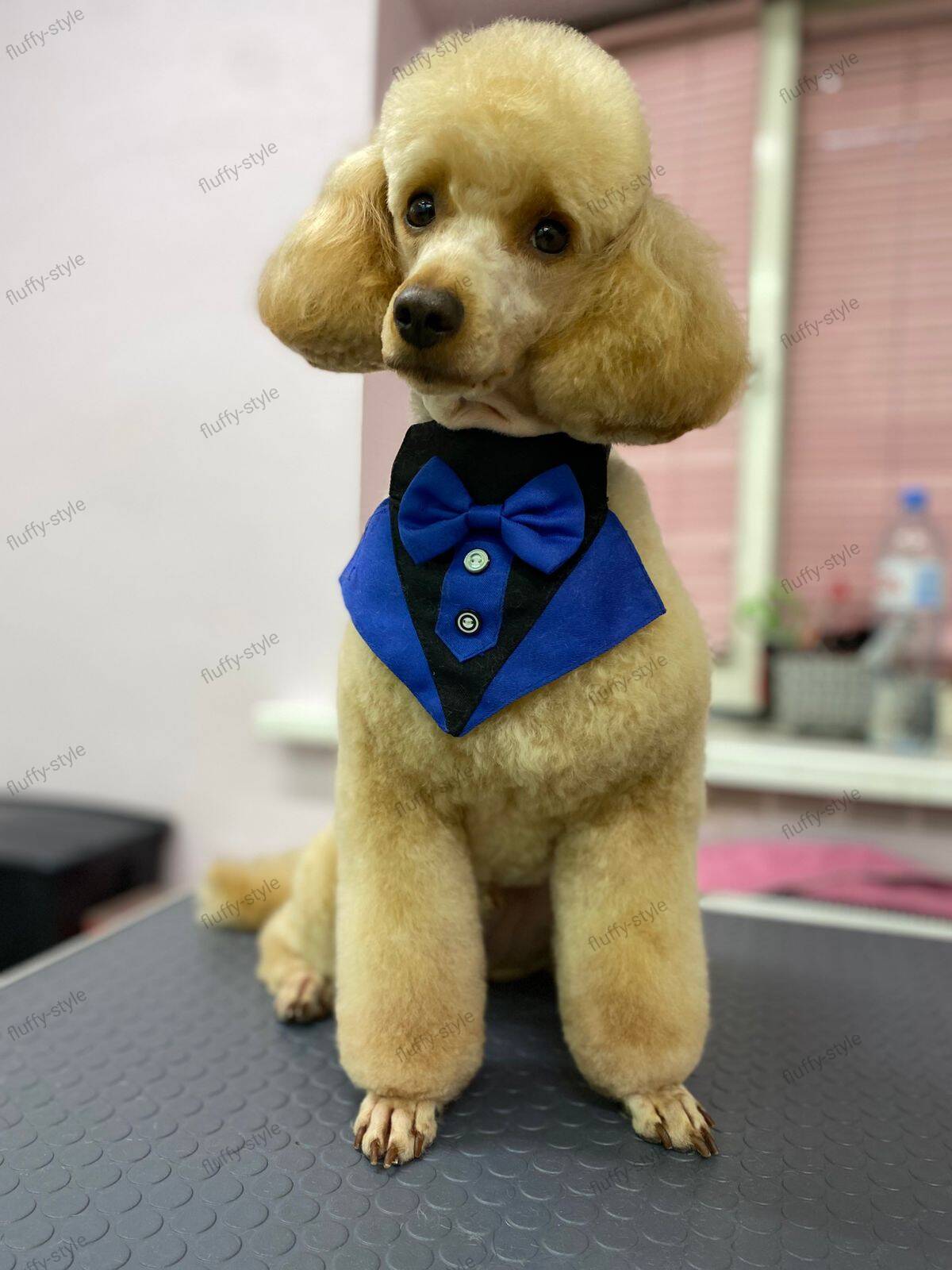 Стрижка собак и кошек, груминг в Санкт-Петербурге фото 6 Услуги Санкт-Петербург