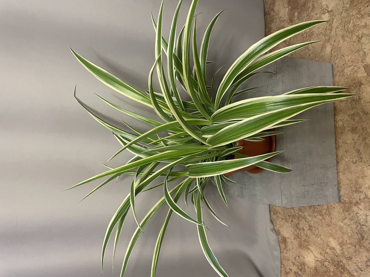 Хлорофитум полосатый 