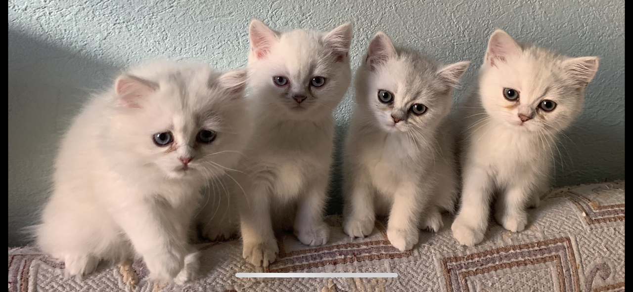 Серебристая шиншилла котята 