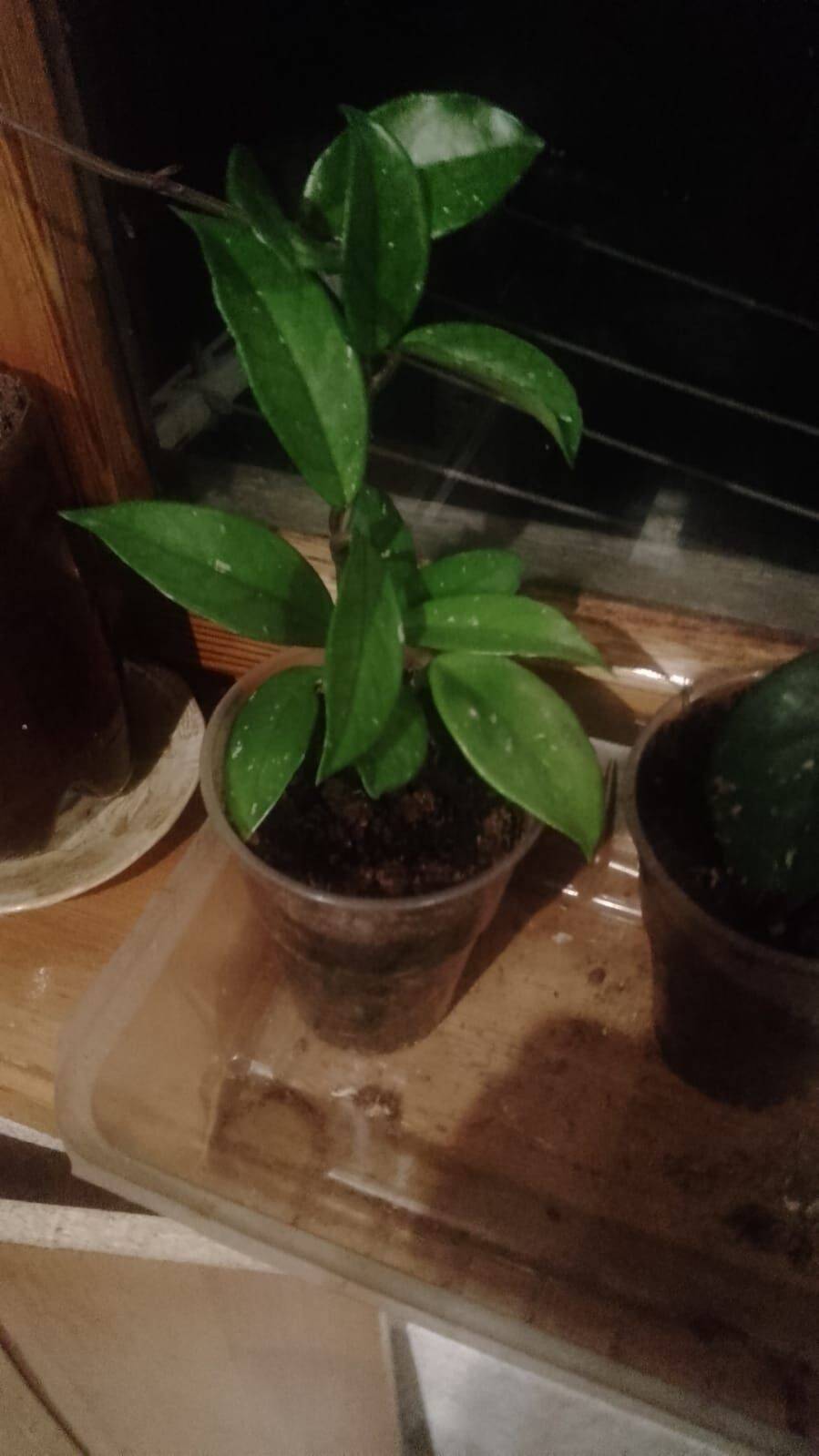 Продаю восковой плющ (лиана) в Сочи фото 3 Для дома и дачи Сочи