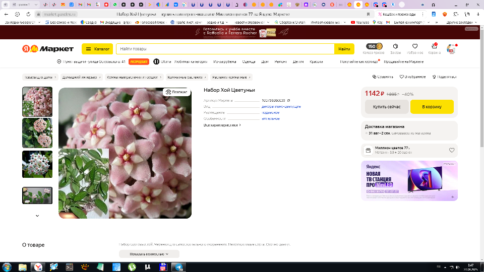 Продаю восковой плющ (лиана) в Сочи фото 5 Для дома и дачи Сочи