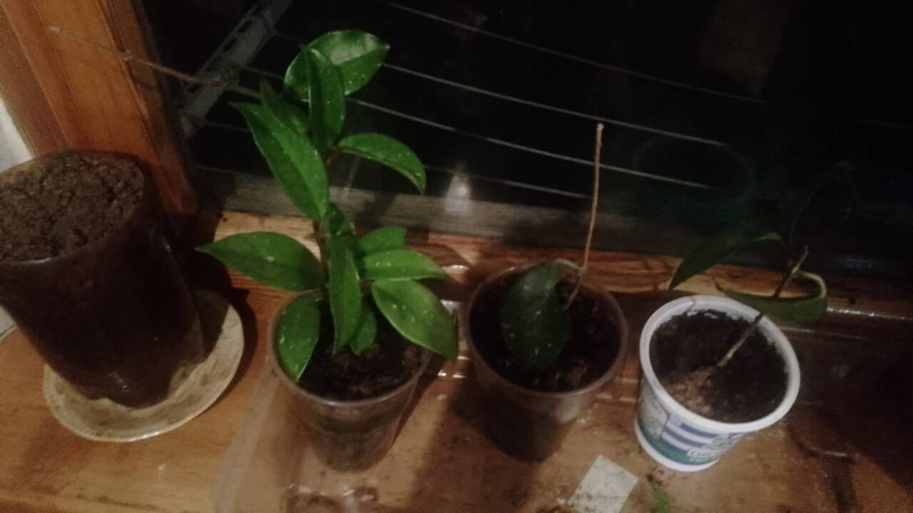 Продаю восковой плющ (лиана) в Сочи фото 4 Для дома и дачи Сочи