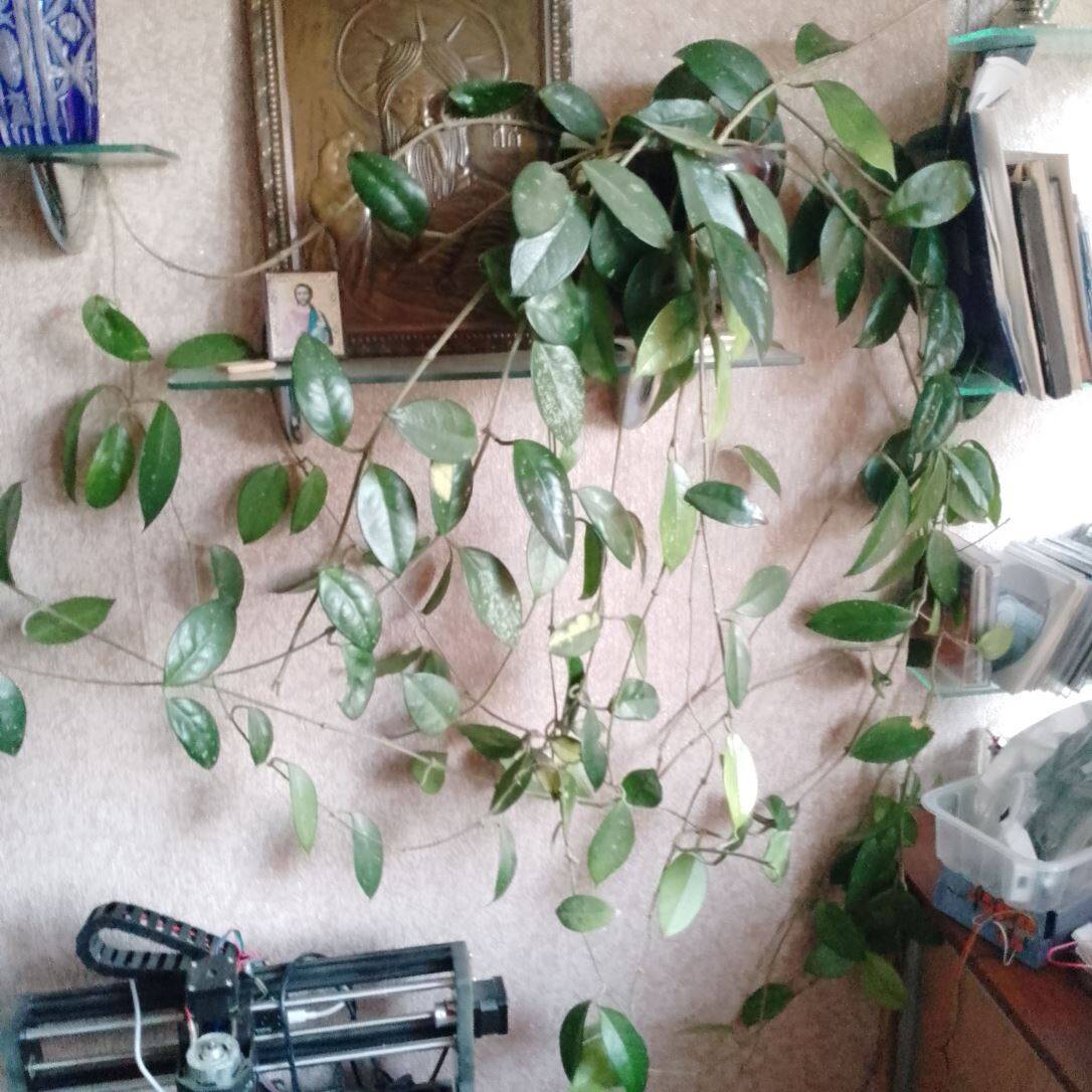 Продаю восковой плющ (лиана)