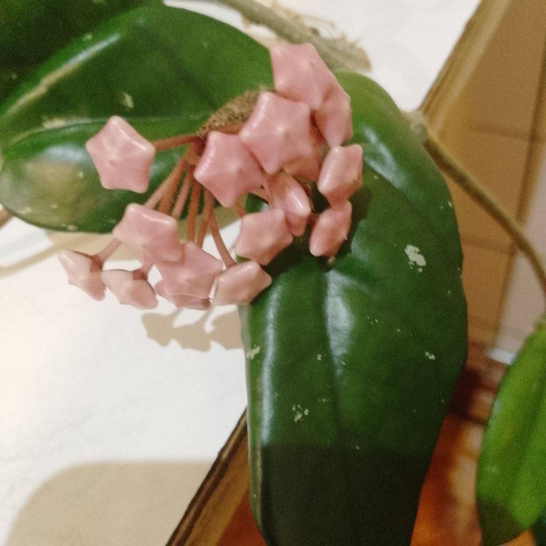 Продаю восковой плющ (лиана) в Сочи фото 2 Для дома и дачи Сочи