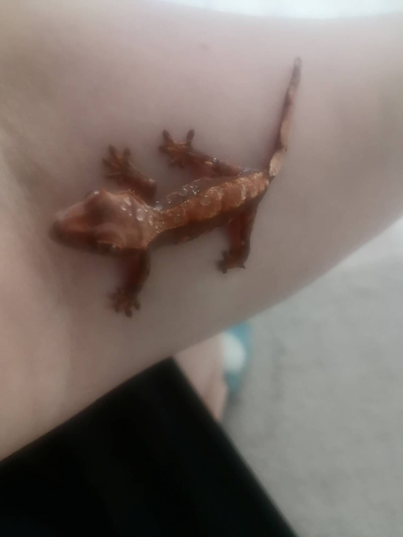 Продам пару бананоедов Продам пару бананоедов