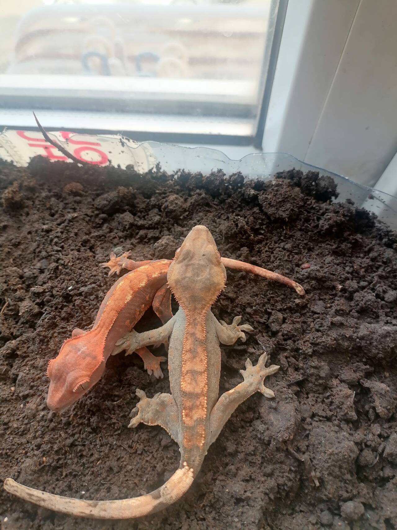 Продам пару бананоедов  в Краснодаре фото 2 Услуги Краснодар