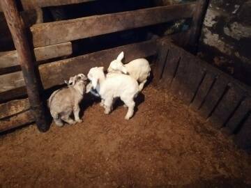 Козлята и коза в Волгограде фото 6 Услуги Волгоград