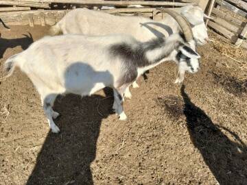 Козлята и коза в Волгограде фото 3 Услуги Волгоград