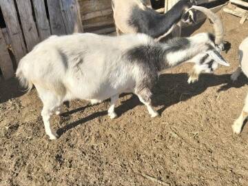 Козлята и коза в Волгограде фото 2 Услуги Волгоград