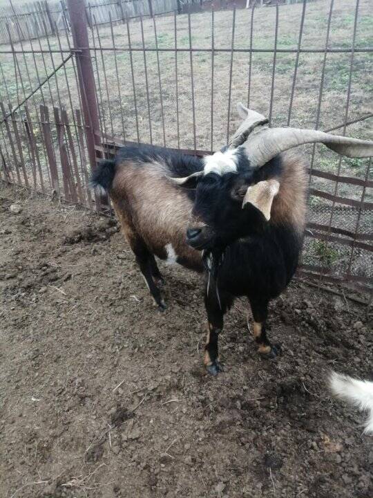 Козлята и коза в Волгограде фото 7 Услуги Волгоград