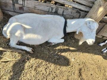 Козлята и коза в Волгограде фото 5 Услуги Волгоград