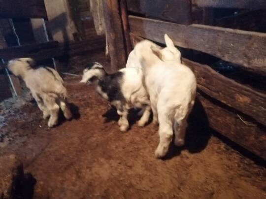 Козлята и коза в Волгограде фото 4 Услуги Волгоград