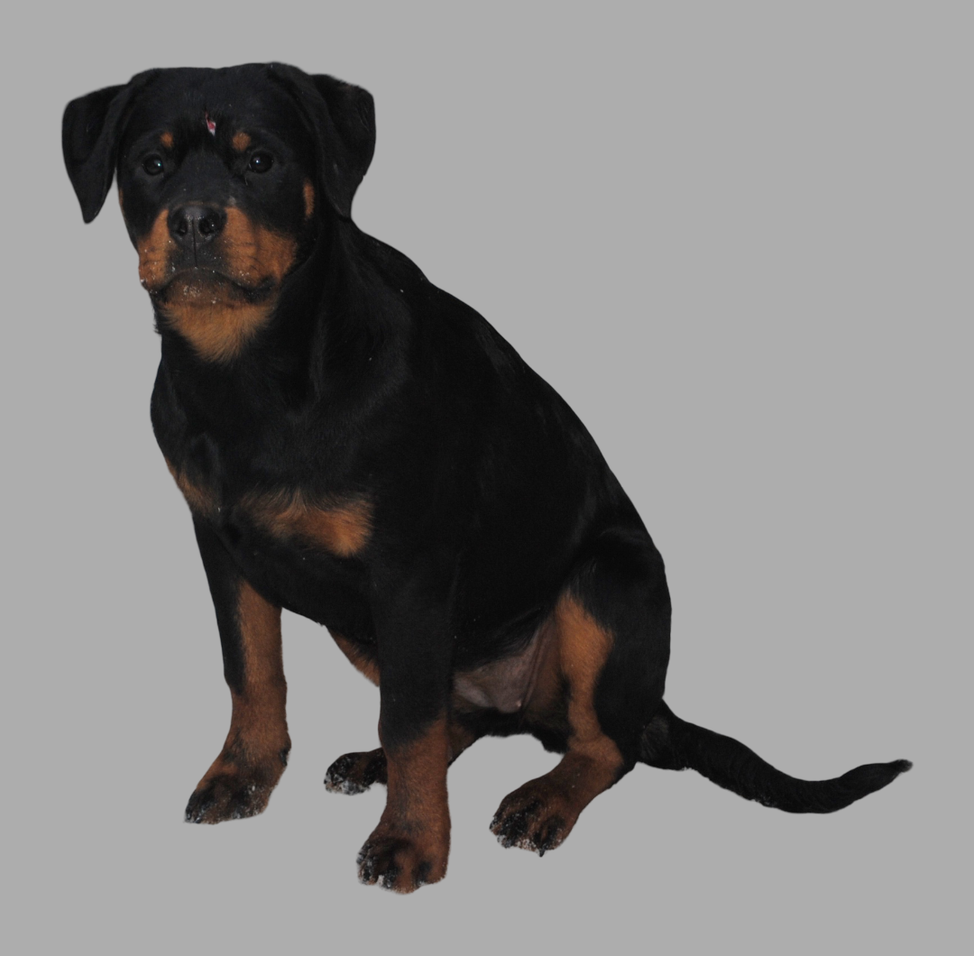 Щенки ротвейлера Щенки ротвейлера