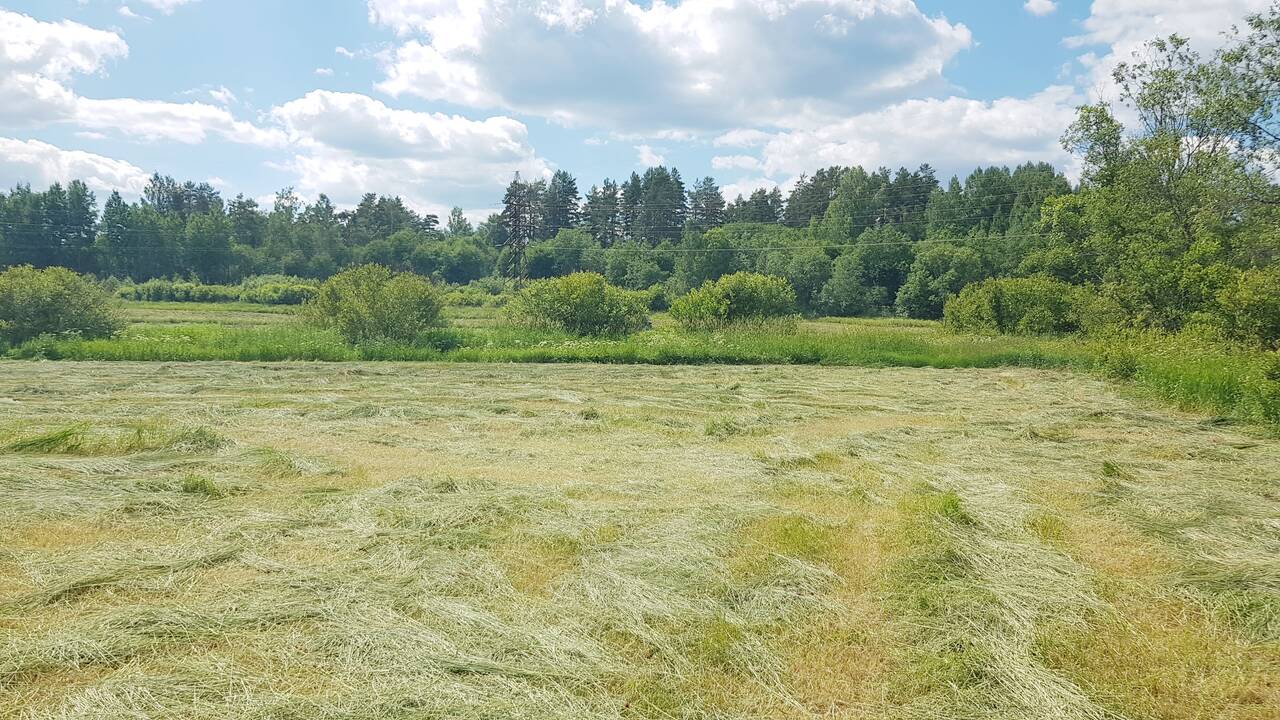 Участок 533 сотки в Приозерске фото 5 Недвижимость Приозерск