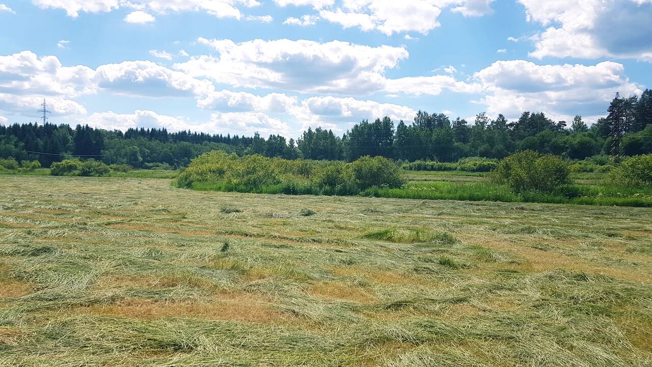 Участок 533 сотки в Приозерске фото 2 Недвижимость Приозерск