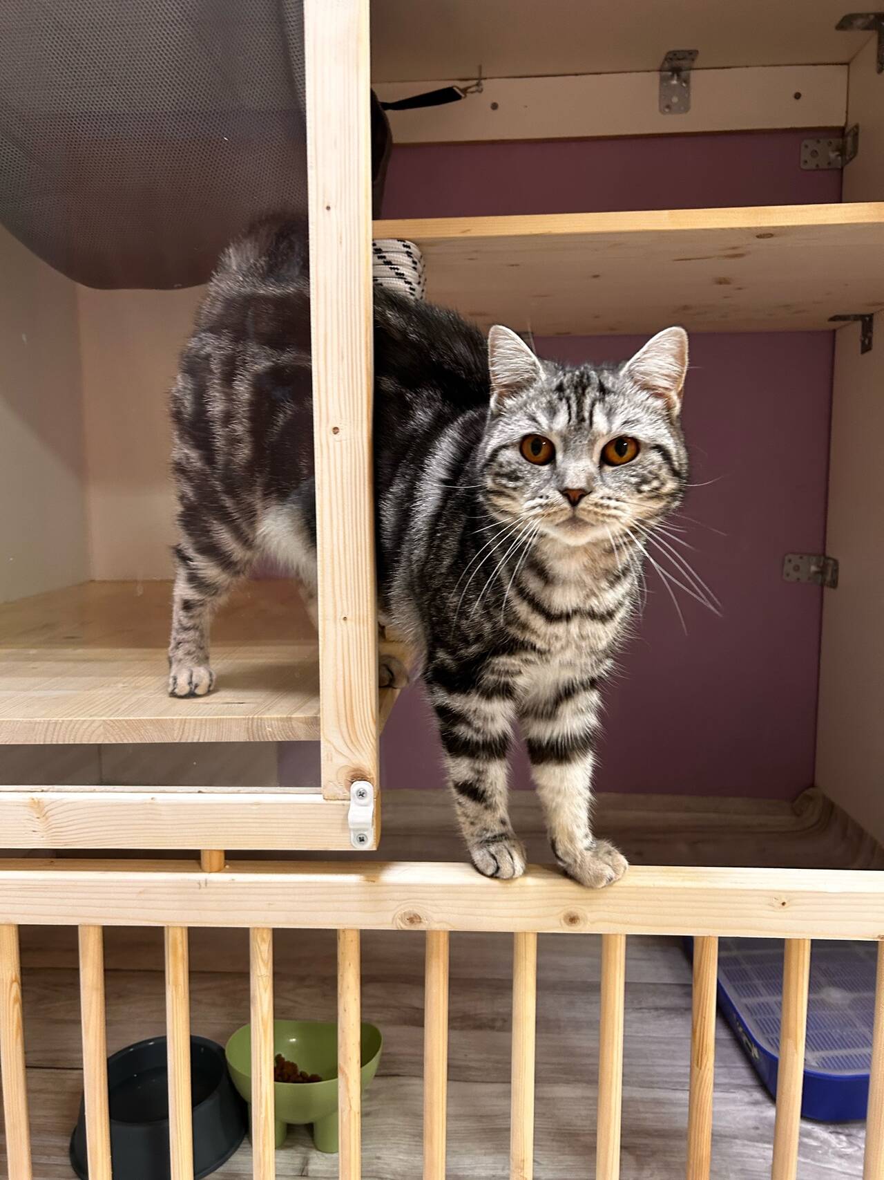 Передержка кошек в Астрахани фото 3 Услуги Астрахань