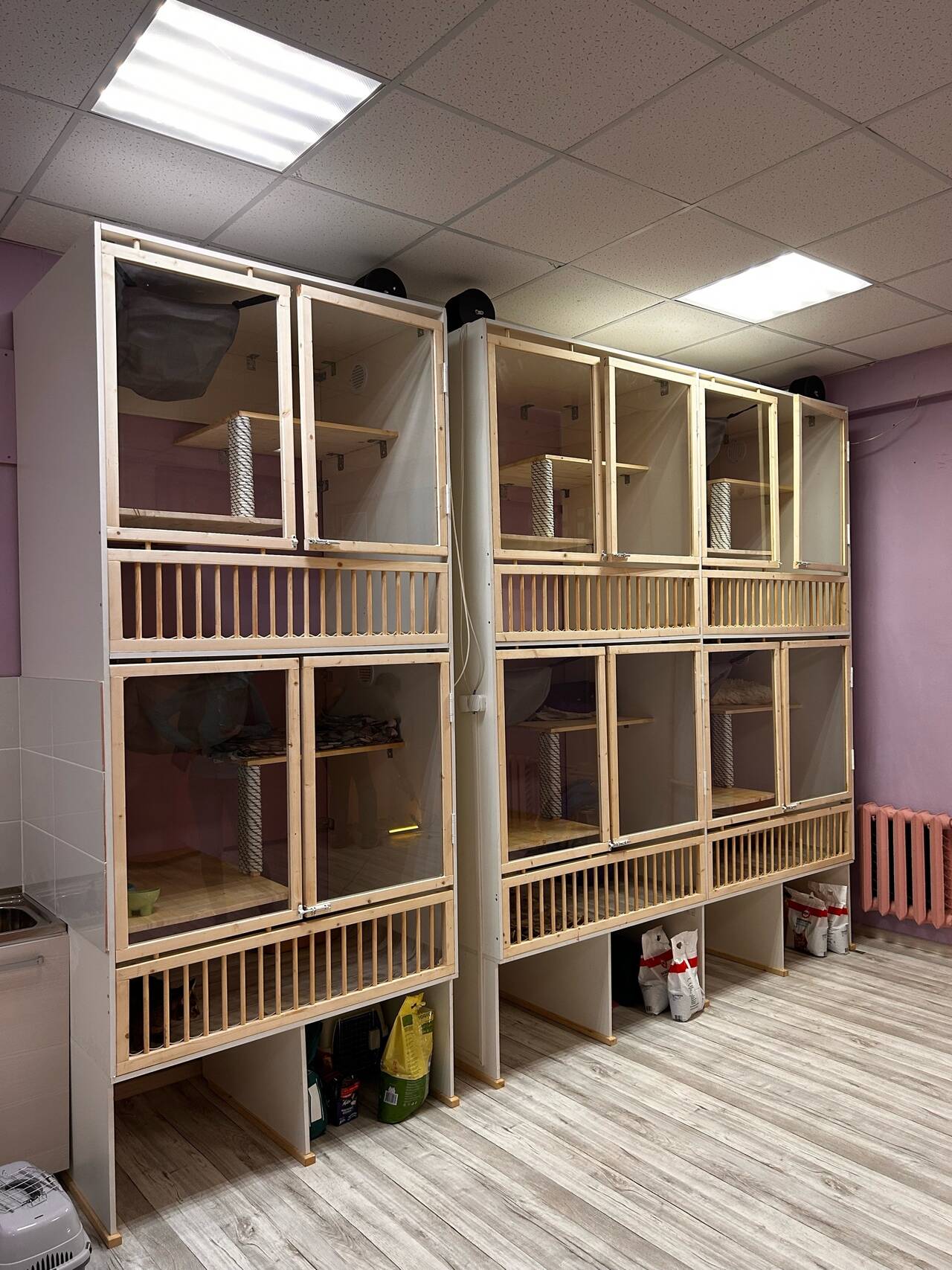 Передержка кошек