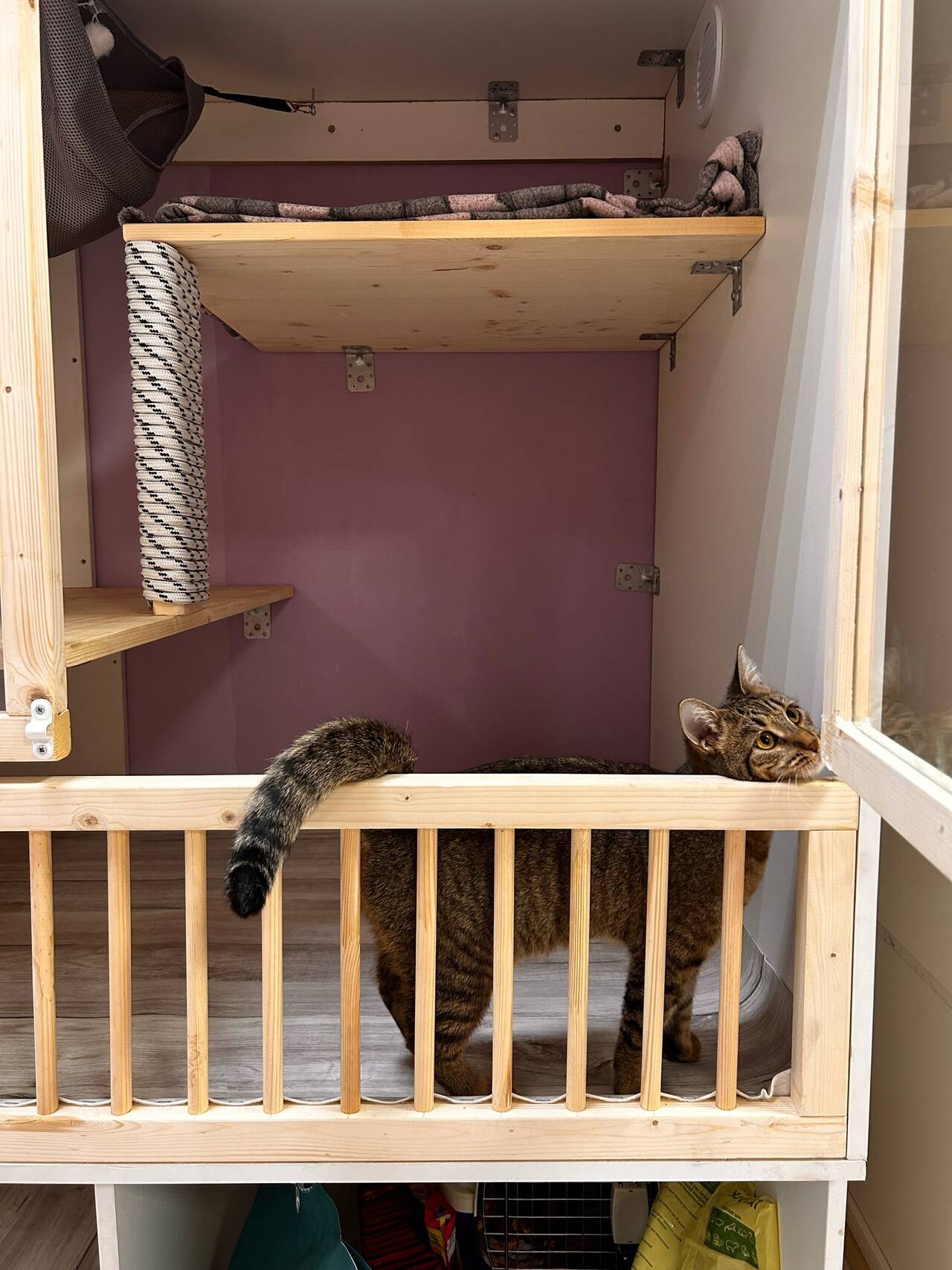 Передержка кошек в Астрахани фото 2 Услуги Астрахань