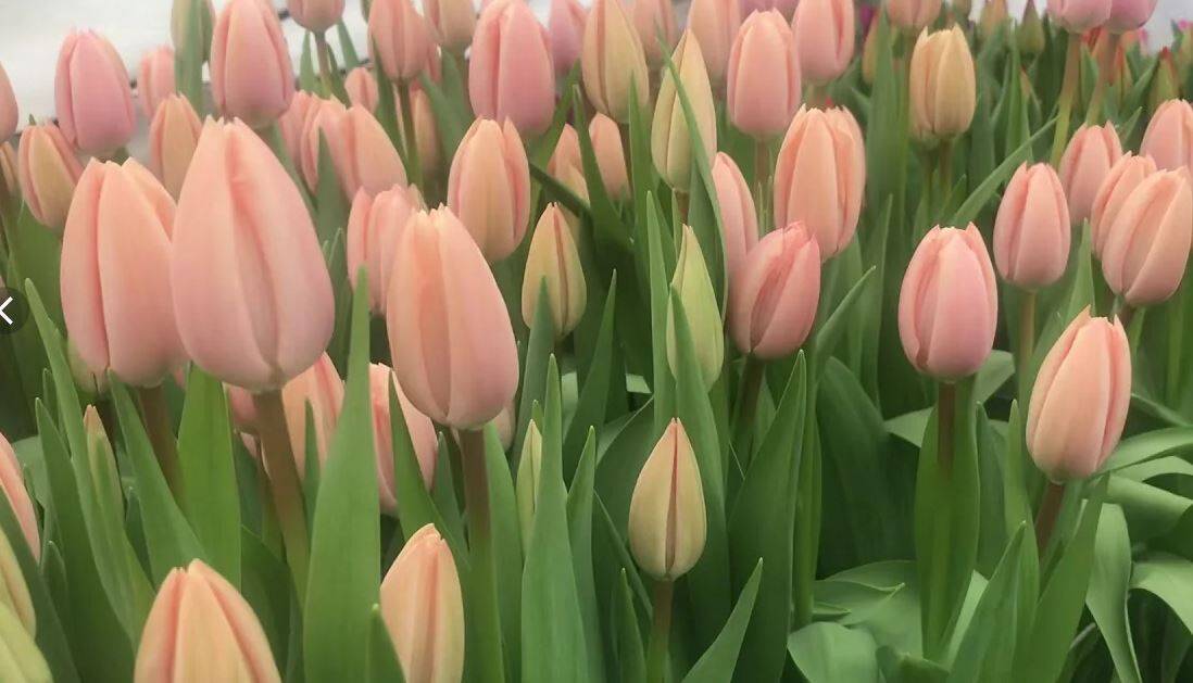 Тюльпаны на 8 марта оптом от производителя  в Москве фото 4 Для дома и дачи Москва