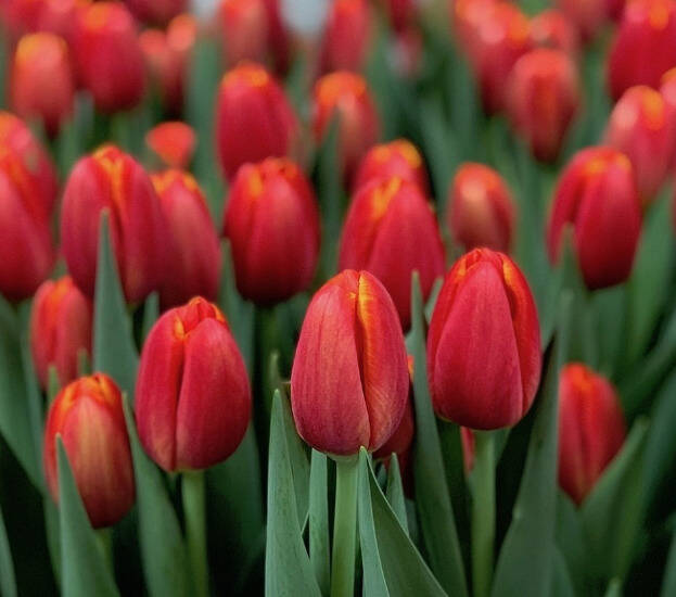 Тюльпаны на 8 марта оптом от производителя  в Москве фото 7 Для дома и дачи Москва